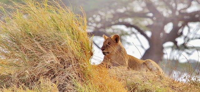 how much does a 5-day serengeti safari cost