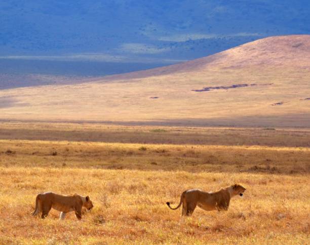 8 days midrange tanzania safari