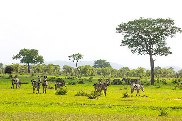 5-days-mikumi-luxury-safari