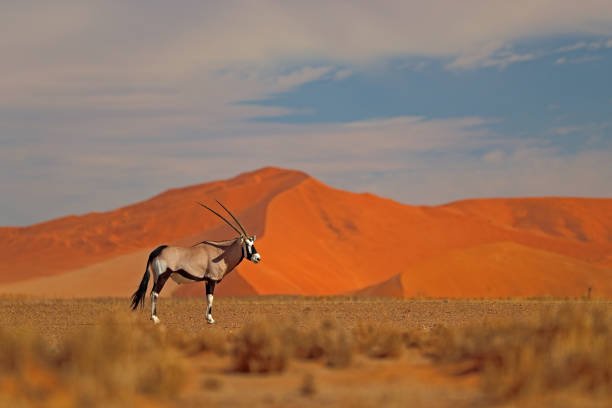 namibia all-inclusive safari 2026-2027: top desert camps