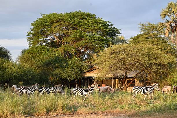 4-days-serengeti-midrange-lodge-safari
