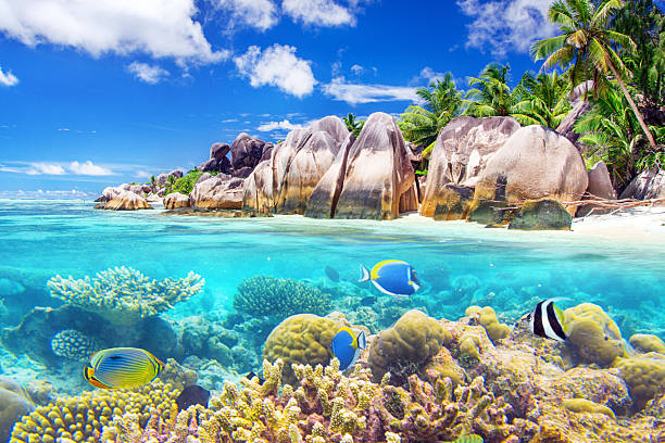 seychelles best beaches for wildlife encounters