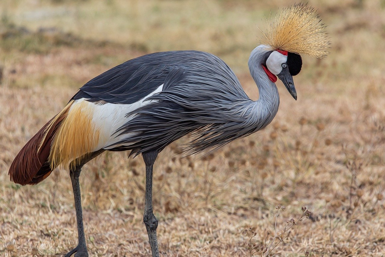 tanzania safari cost breakdown: budget, mid-range, luxury
