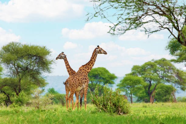 3-days-tanzania-serengeti-safari-package-details