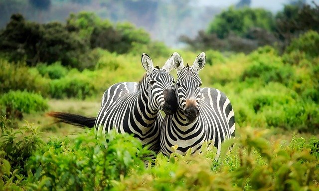 how much does a serengeti safari cost