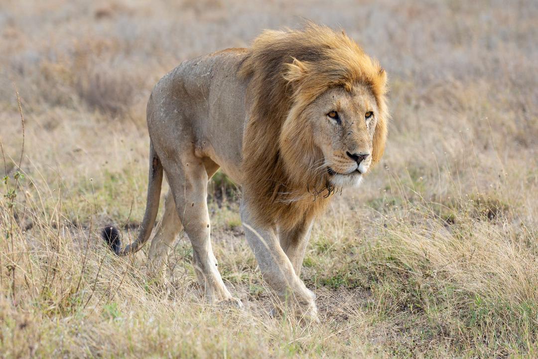 Tanzania Safari Tour 2