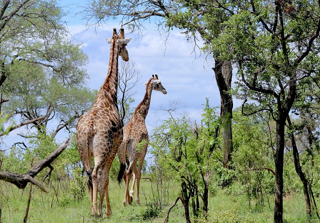 3 days africa safari tours best itineraries price, 3 Days Africa Safari Tours – Best Itineraries & Price
