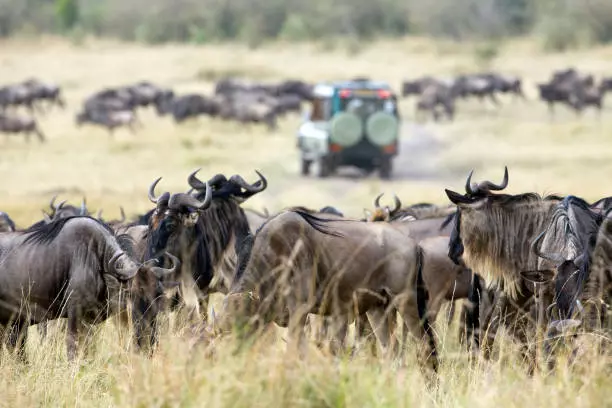 4 days serengeti safari from mwanza, 4 Days Serengeti Safari from Mwanza | Ultimate Tours in Tanzania