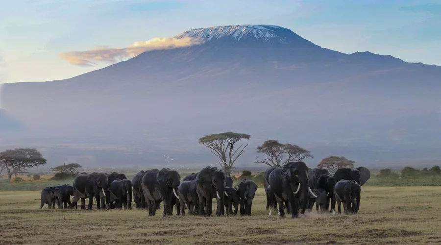 Tanzania Tours and Safaris – Experience the Best of Africa