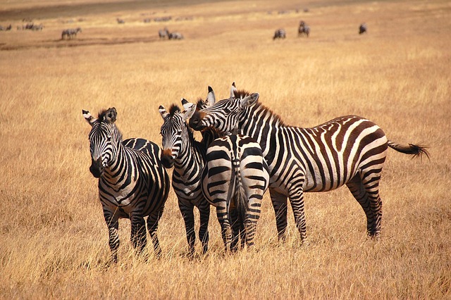 5 days ruaha safari from zanzibar, 5 Days Ruaha Safari from Zanzibar Itinerary & Travel Guide