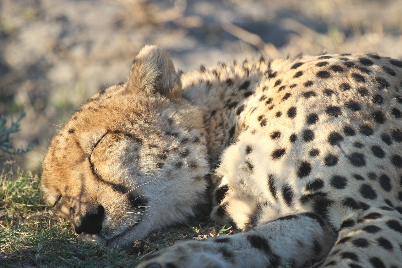 What is the Best Way to Book a Tanzania Safari?