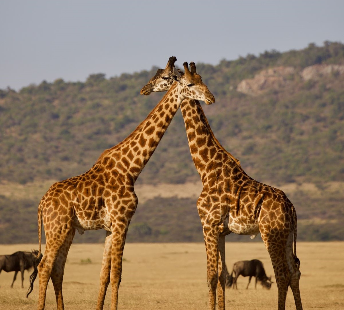 affordable kenya budget safari: experience wildlife adventures