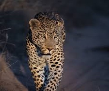 African Trek & Travel - Best Tour Operator in Tanzania 2026 - 2027