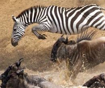 African Trek & Travel - Best Tour Operator in Tanzania 2026 - 2027
