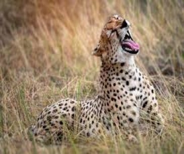 African Trek & Travel - Best Tour Operator in Tanzania 2026 - 2027