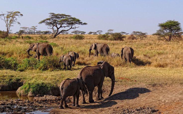 African Trek & Travel - Best Tour Operator in Tanzania 2026 - 2027