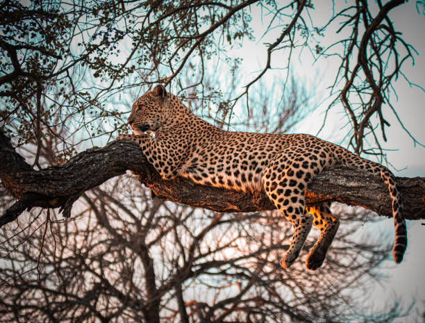   5 Day Safari Cost Tanzania 2026–2027 
