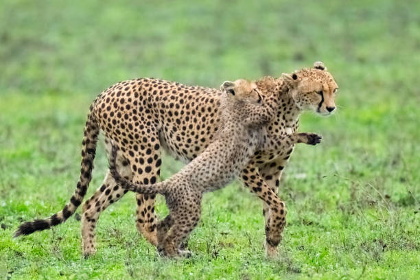   Affordable Adventure Tanzania 2026–2027 