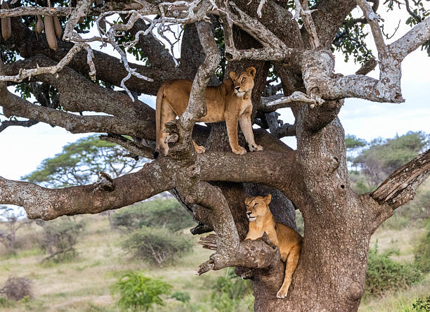  Budget 7 Day Safari Tanzania 2026–2027 
