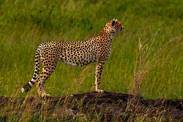   Budget Safari Holidays in East Africa 2026–2027 