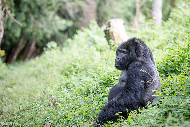  5-Day Combined Rwanda & Burundi Gorillas & Lakes Trip 2026–2027