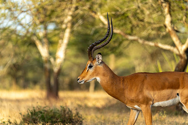   Conservation-Focused Safari Adventures 2026–2027 