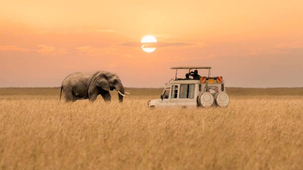  How Much Does an African Safari Cost 2026–2027 
