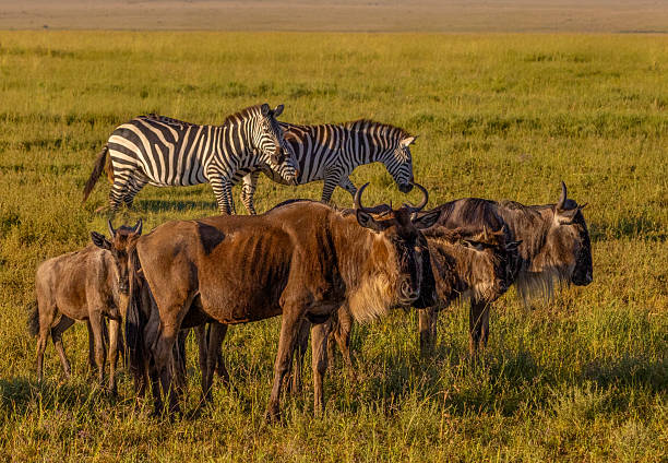  Ndutu Safari Package 2026–2027 