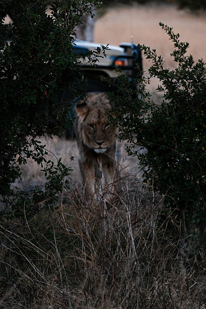   Predator Tracking Safari Experiences 2026–2027 