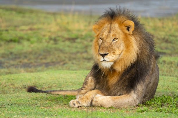   Serengeti Big Cats Safari 2026–2027 