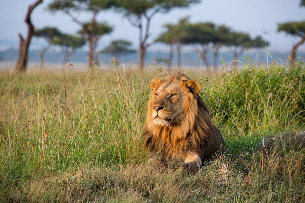   Tanzania Big Five Safari 5 Days 2026–2027 