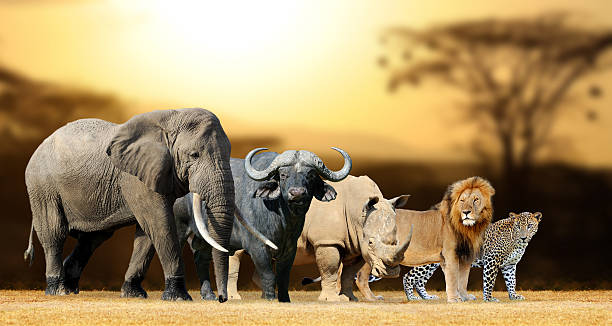   Tanzania Big Five Safari 7 Days 2026–2027 