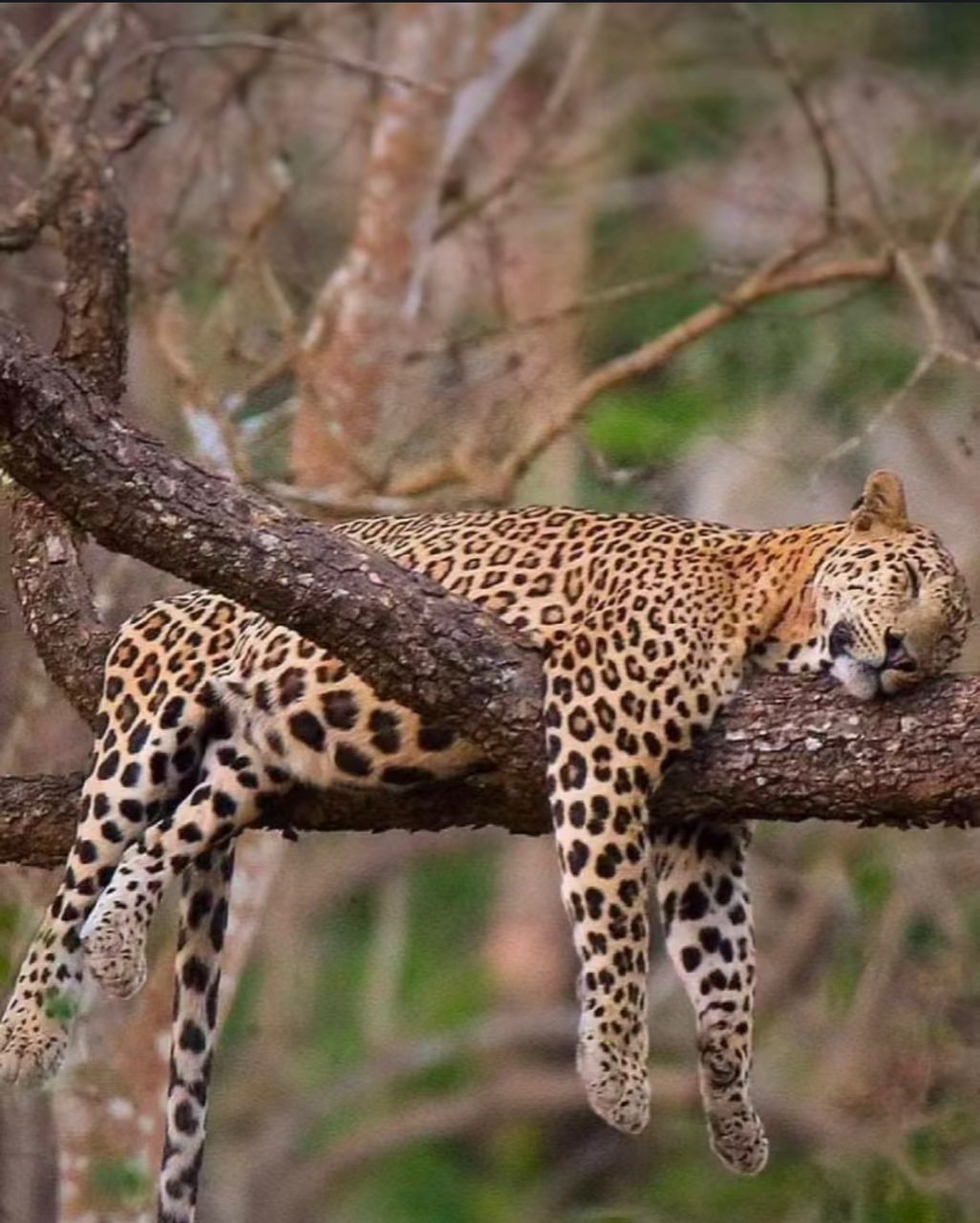   Tanzania Safari Packages from USA 