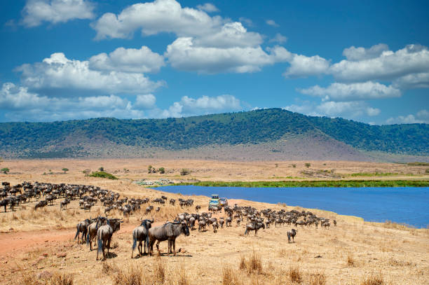  Ngorongoro Crater Safari 2026–2027 