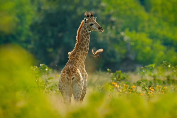  Best Safari in Africa 2026–2027 