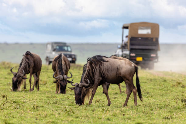  Masai Mara Safari 2026–2027 