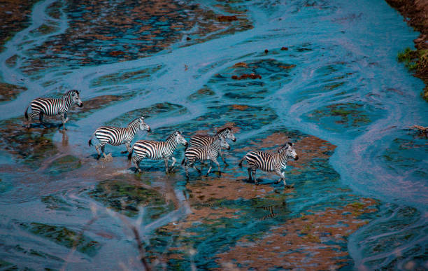  Serengeti Family Safari 2026–2027 