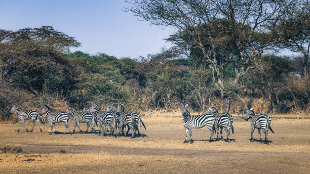   Luxury & Budget Tanzania Safaris from Canada 2026–2027 