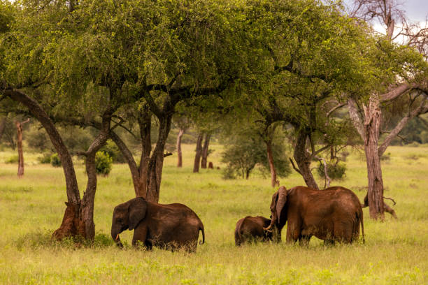  Tanzania Safari Offers 2026–2027 