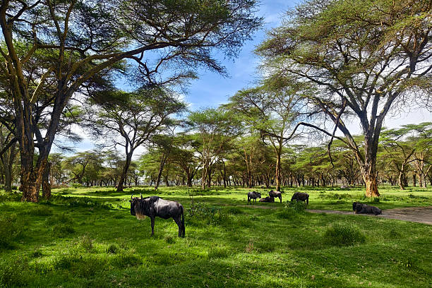   Tanzania Safari Green Season 2026–2027 