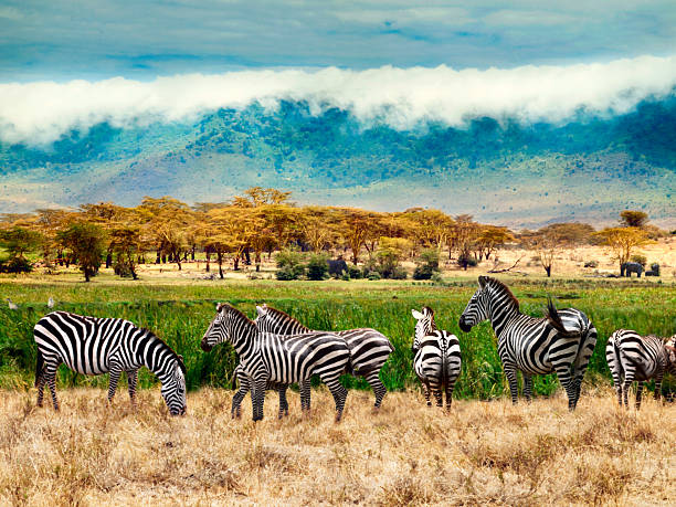   Serengeti & Ngorongoro Safari from USA 2026–2027 